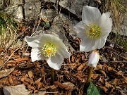 12 Ellebori in fiore
